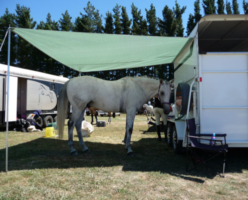 Keeping the horse shaded under the cover of a shade sail style awning, custom-made by the sail makers at Douglas Innovation, Hawke's Bay NZ